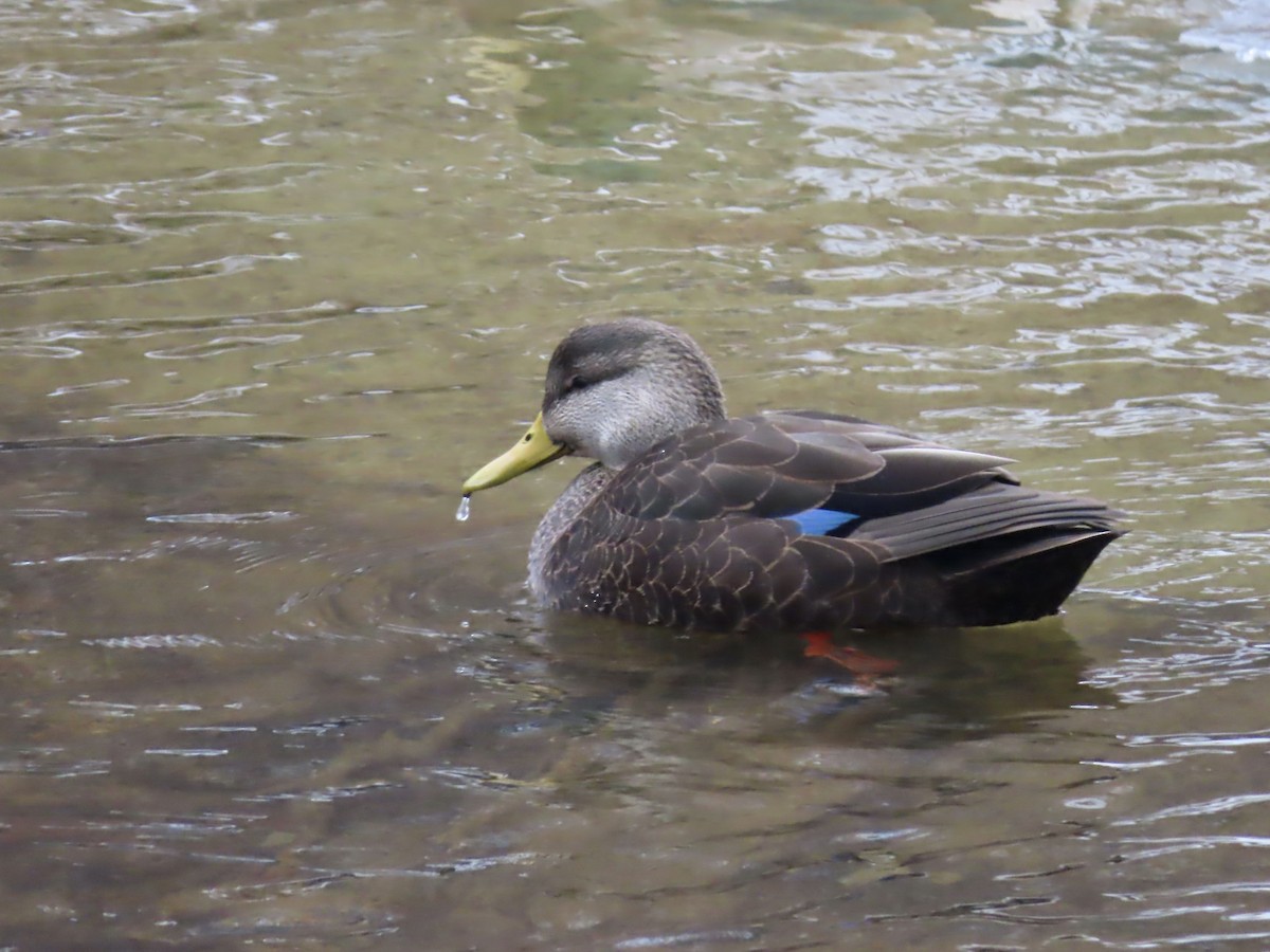 American Black Duck - ML646864378