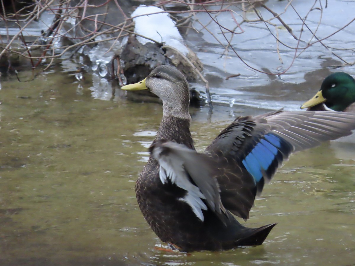 American Black Duck - ML646864379