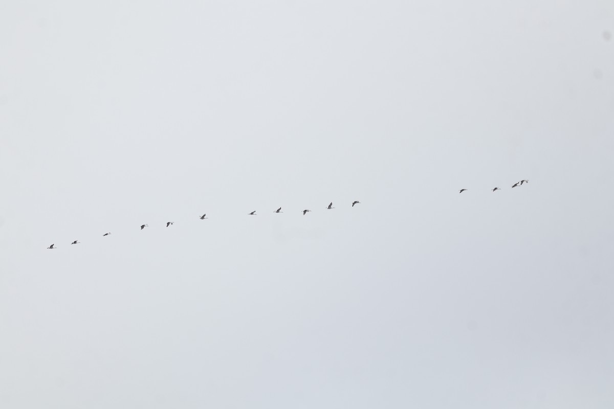 Sandhill Crane - ML646864391