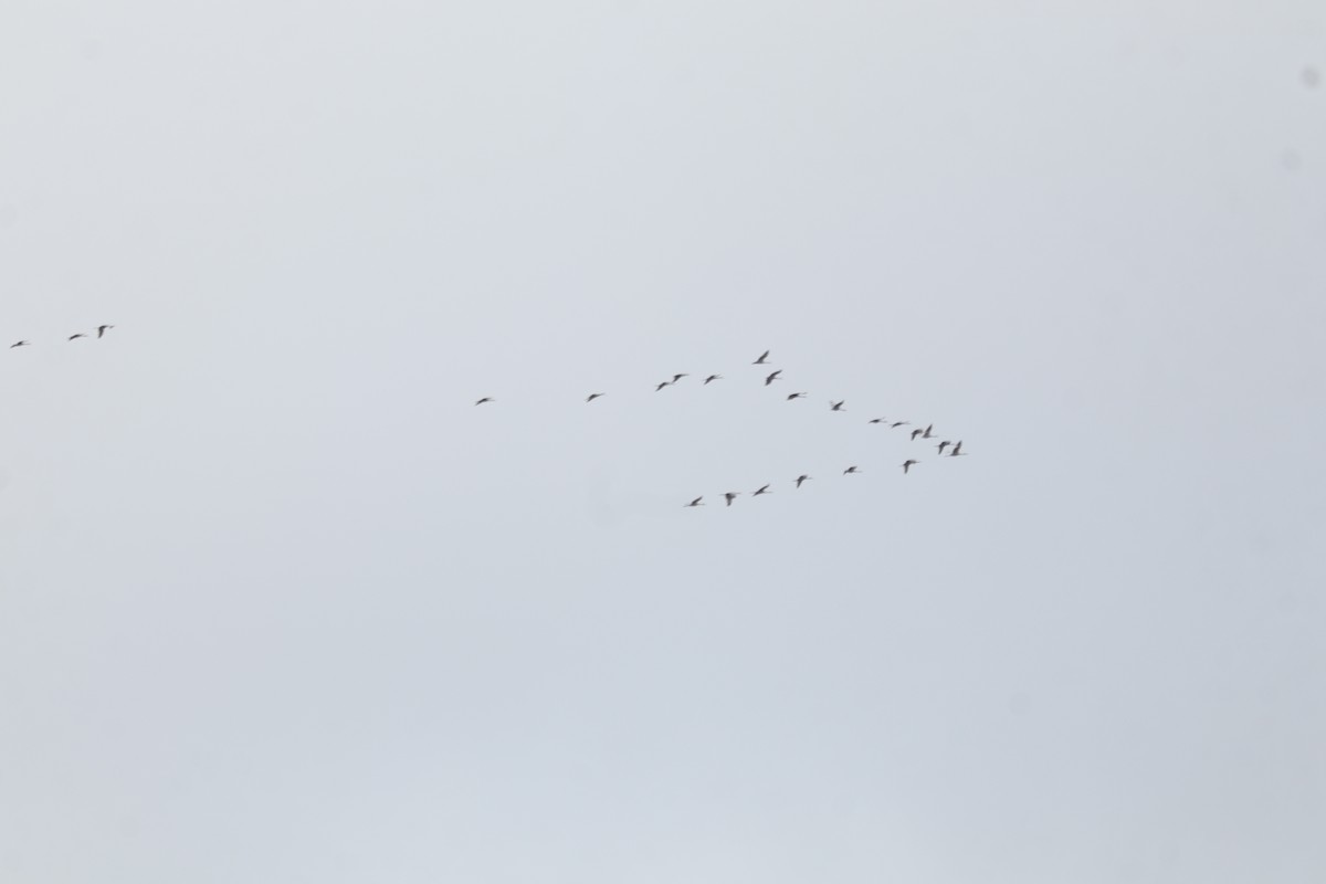 Sandhill Crane - ML646864392