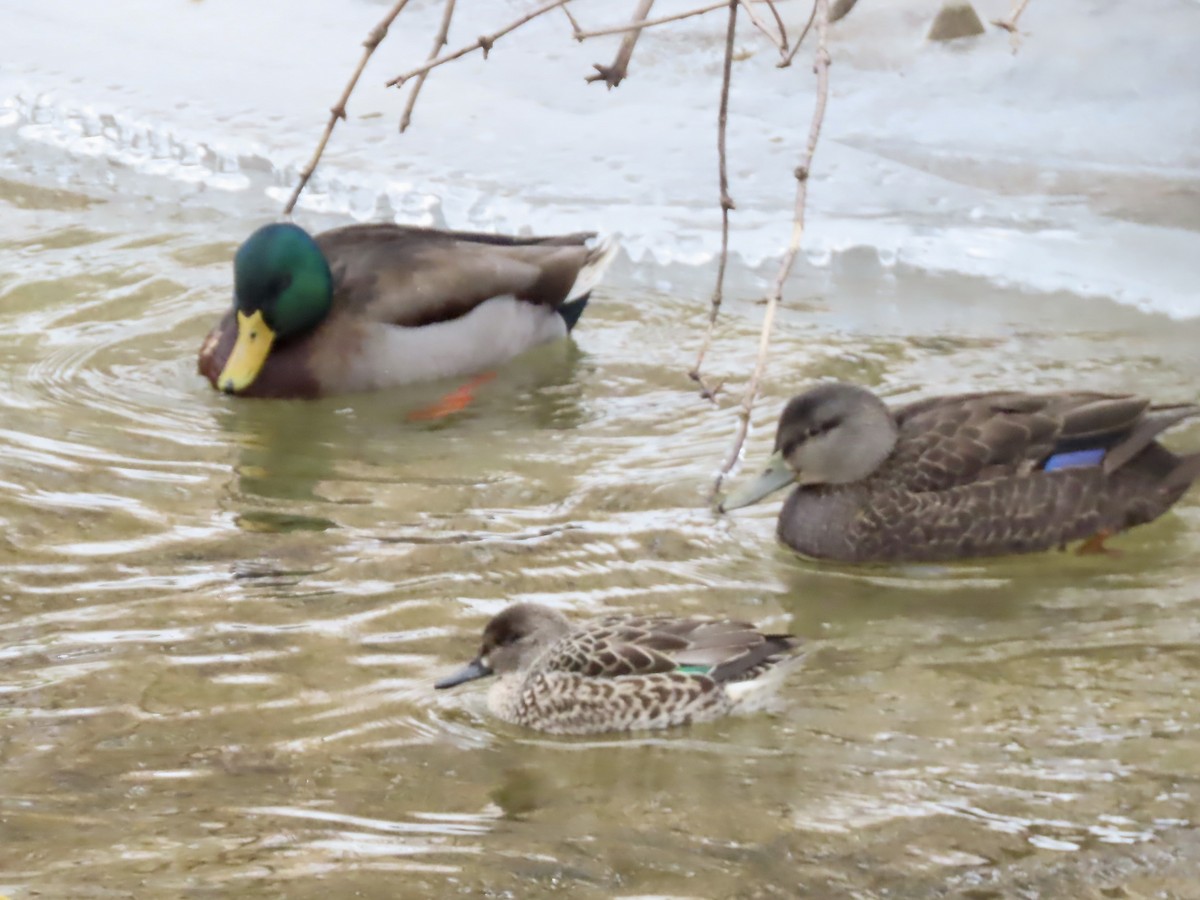 Green-winged Teal - ML646864394