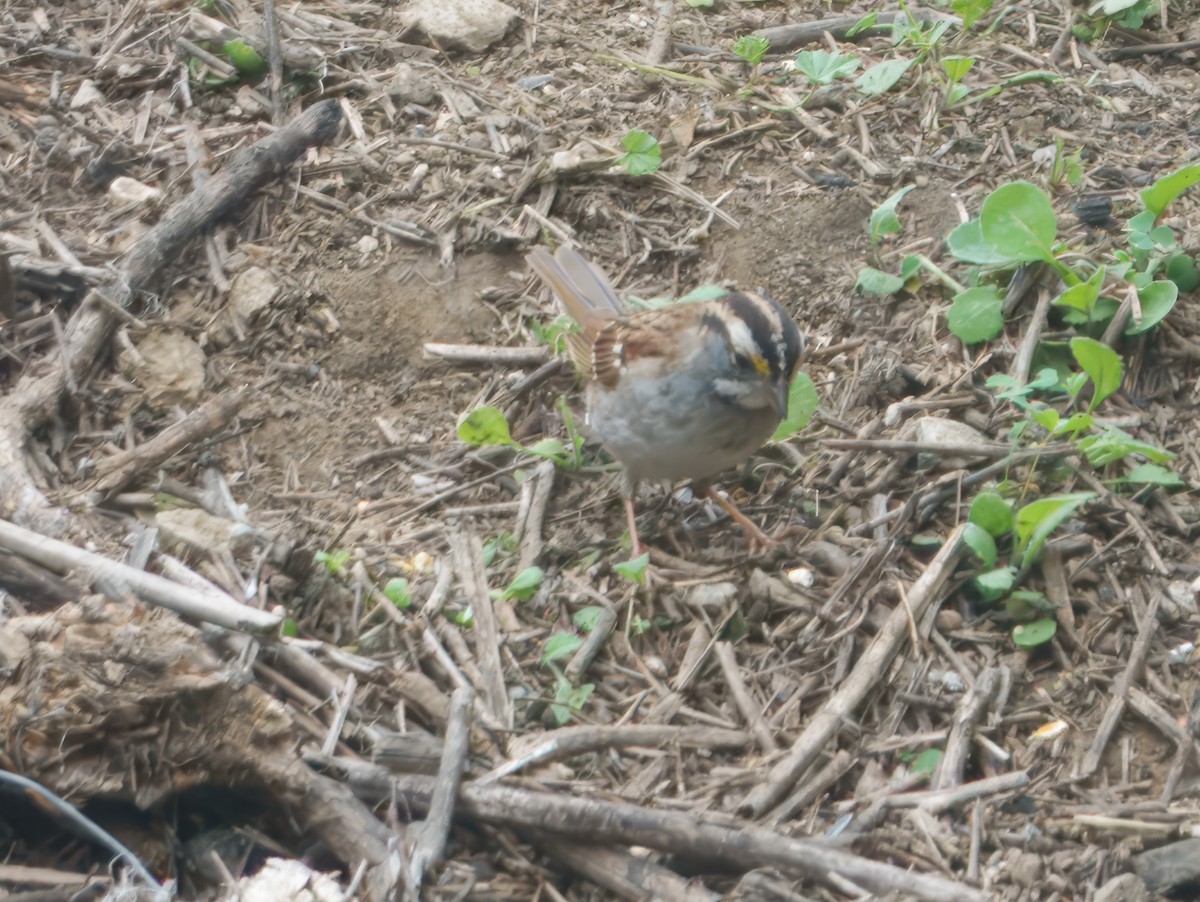 White-throated Sparrow - ML646864398