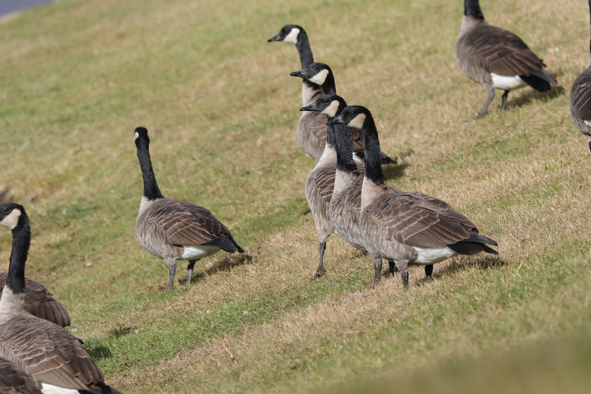 Canada Goose - ML646864413