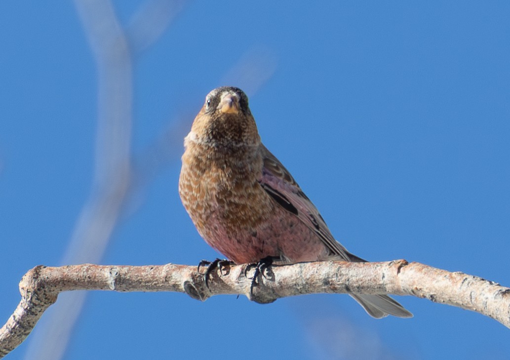 Gray-crowned Rosy-Finch - ML646864418