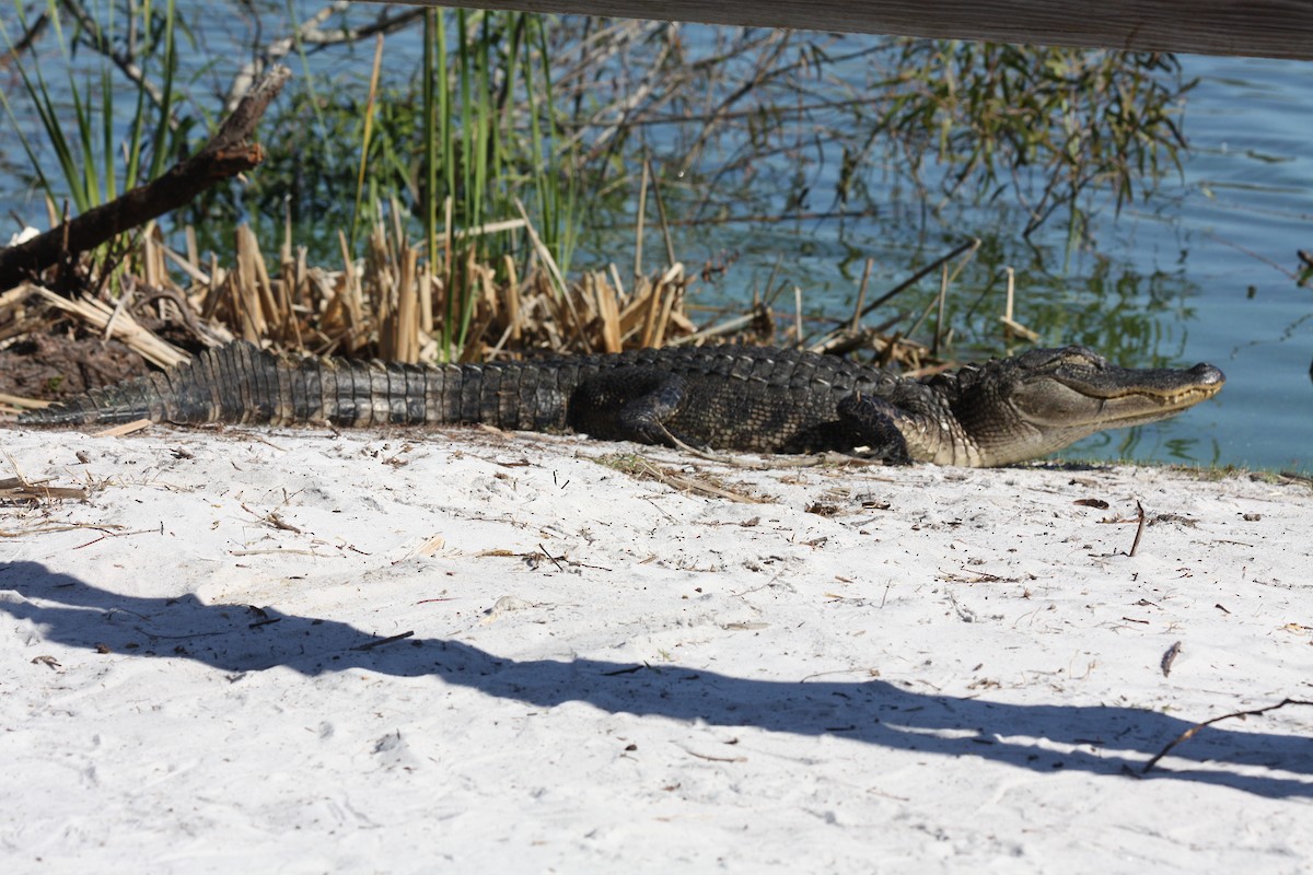 American Alligator - ML646864419