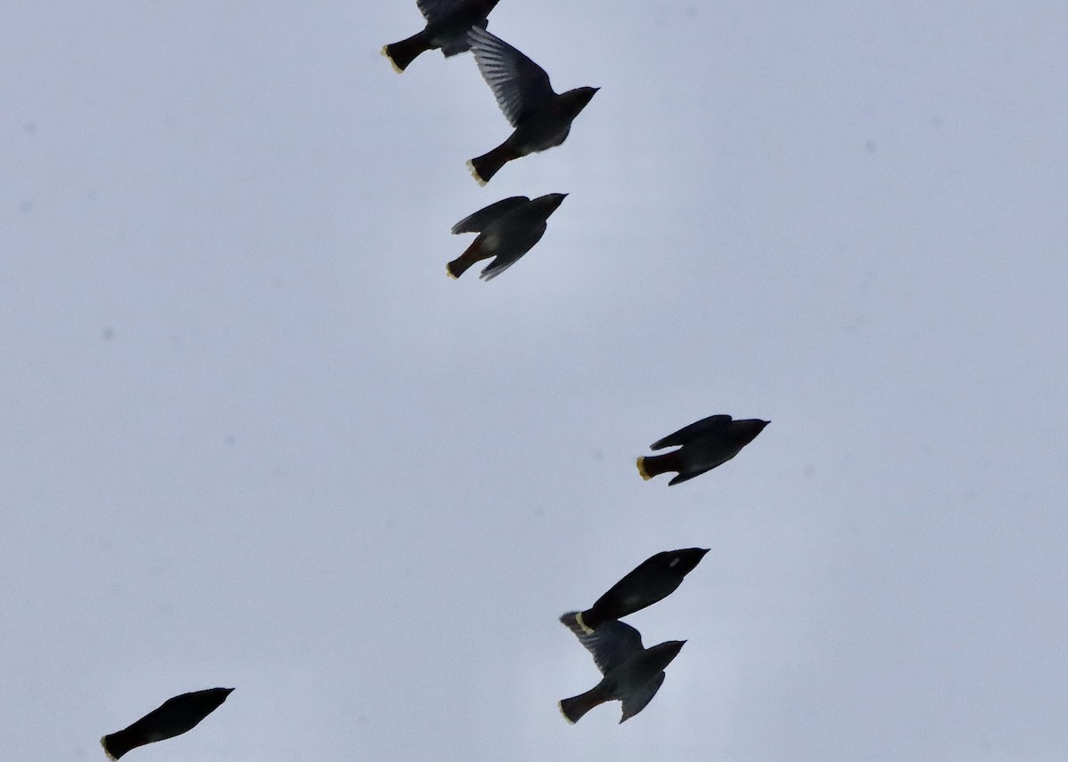 Ampelis Europeo - ML646864420