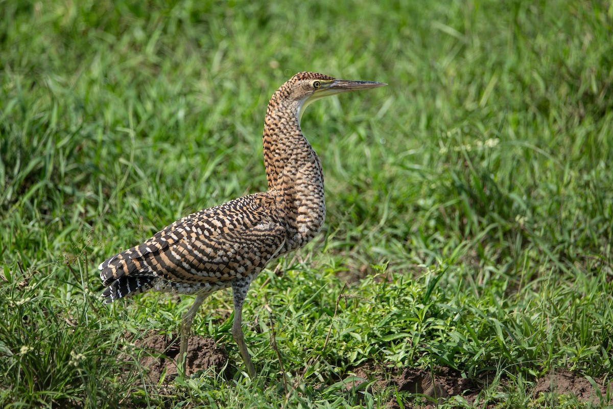 Meksika Kaplan Balıkçılı - ML646864427
