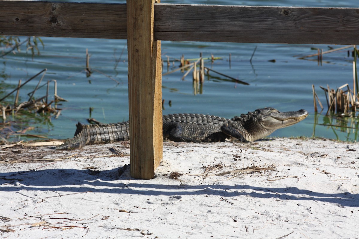 American Alligator - ML646864431