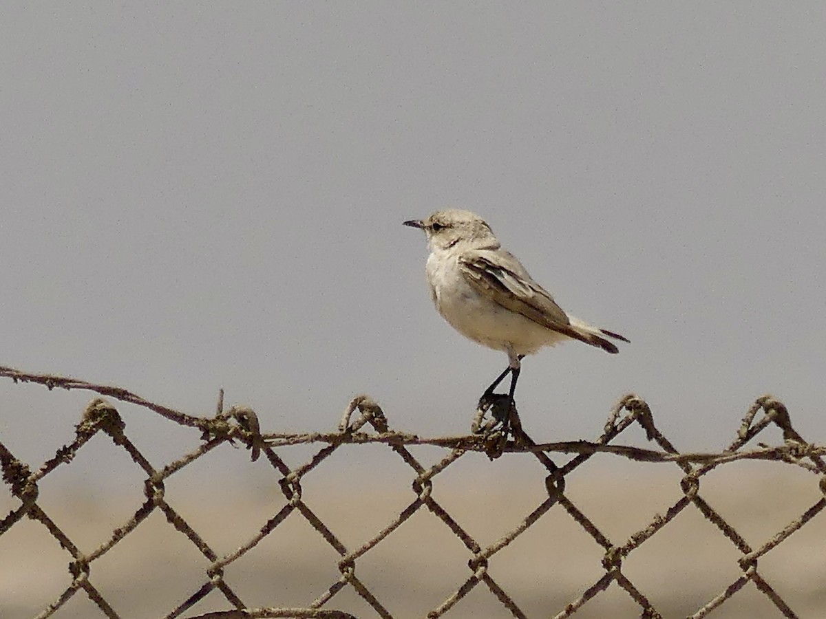 Tractrac Chat - ML646864432