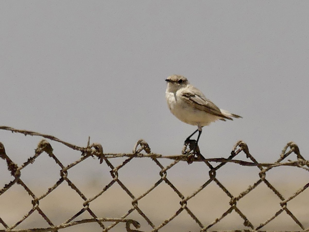 Tractrac Chat - ML646864433