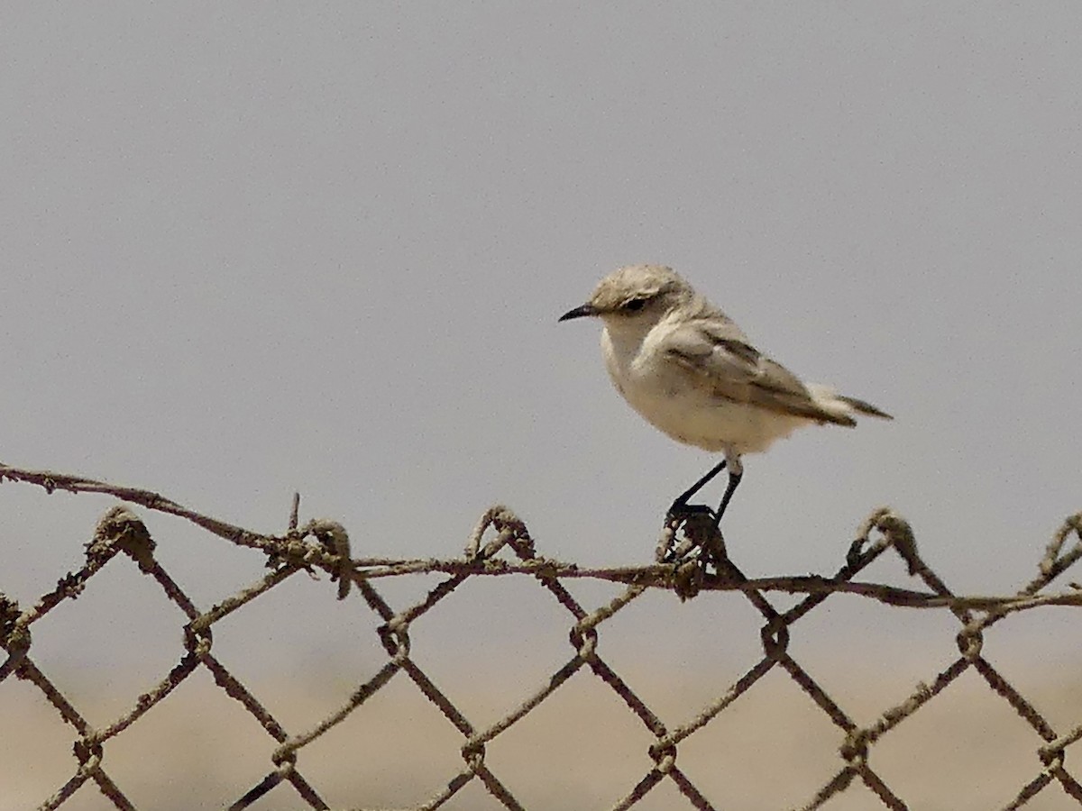 Tractrac Chat - ML646864434