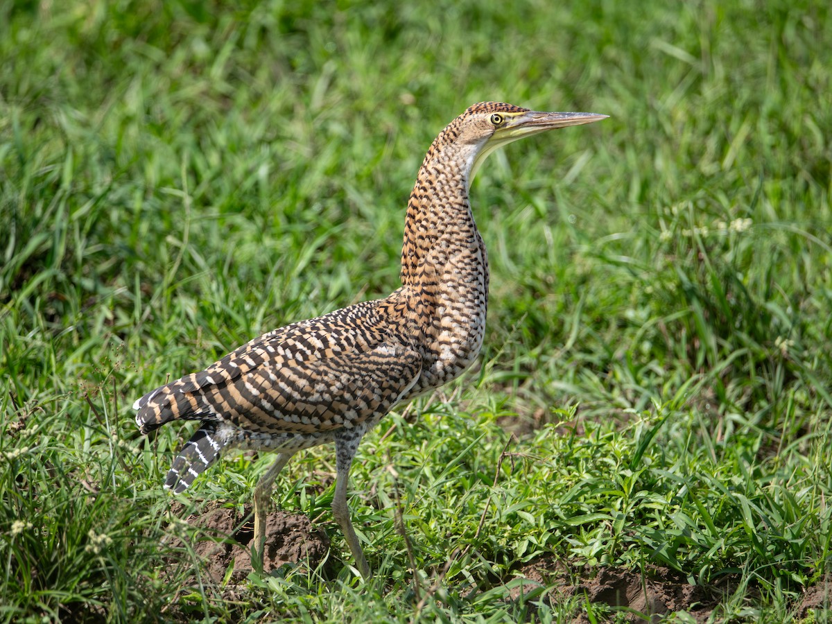 Meksika Kaplan Balıkçılı - ML646864435