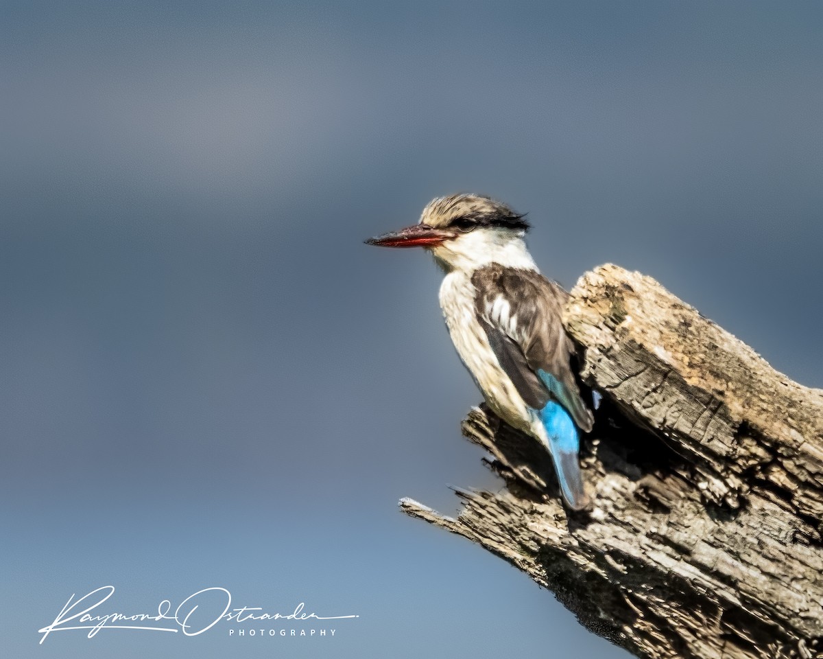 ledňáček žíhaný - ML646864436