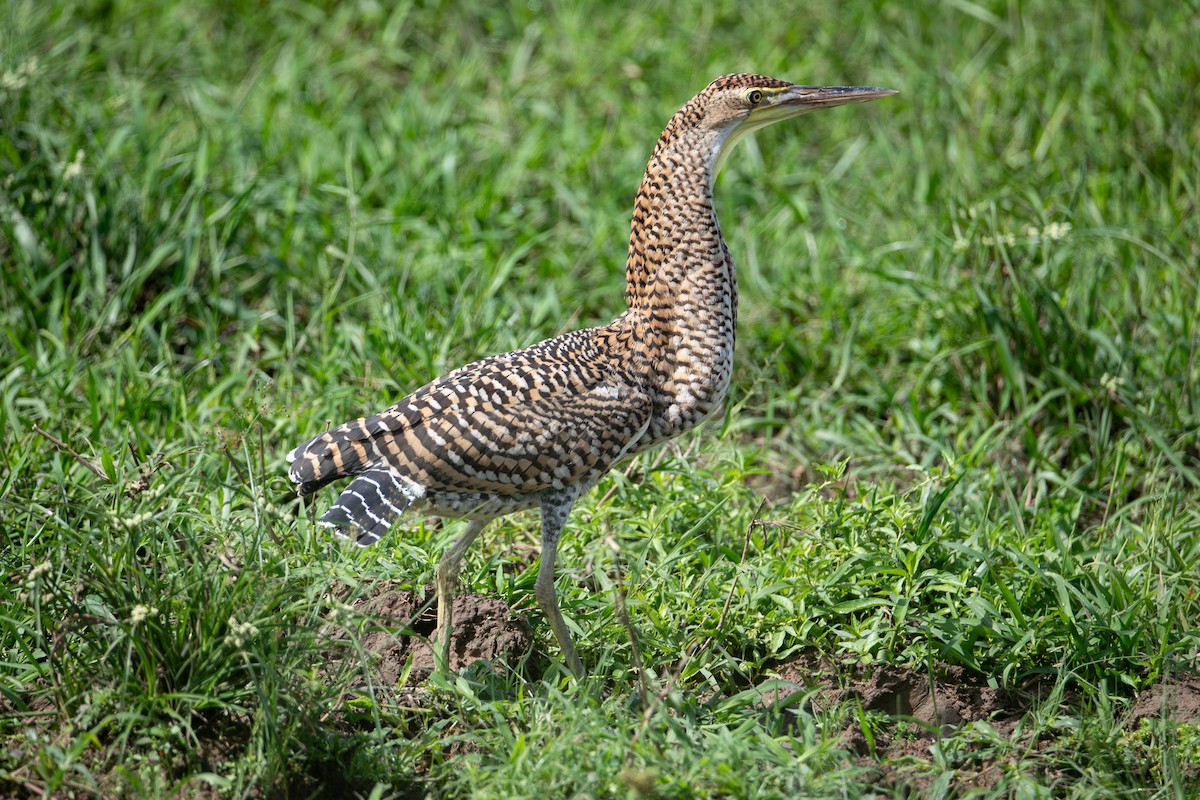 Meksika Kaplan Balıkçılı - ML646864437