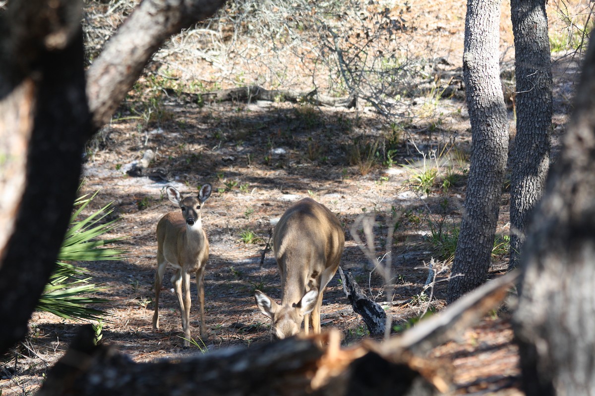 White-tailed Deer - ML646864438
