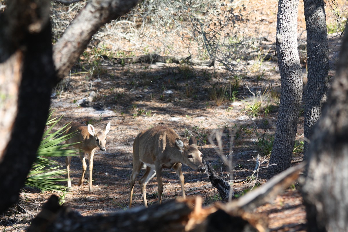 White-tailed Deer - ML646864439