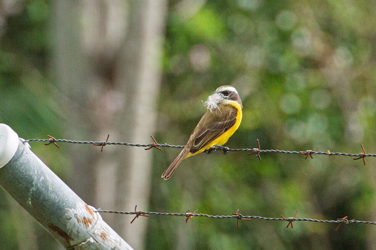 Bienteveo Sociable - ML646864440