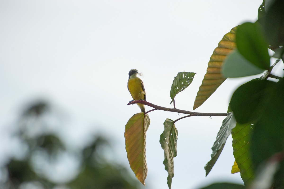 Bienteveo Sociable - ML646864441