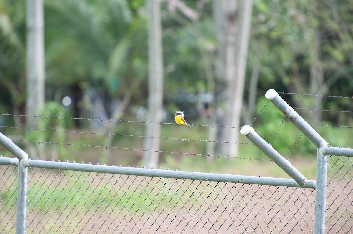 Bienteveo Sociable - ML646864442