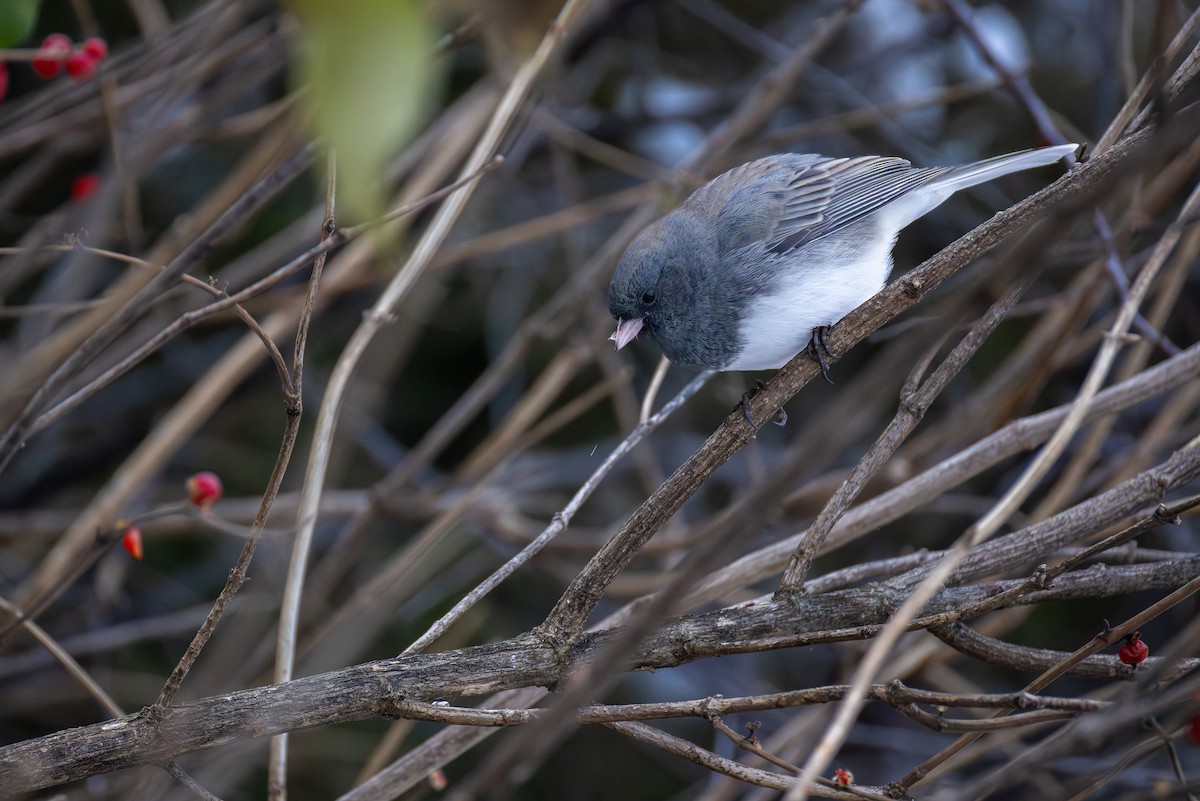 Dark-eyed Junco - ML646864443