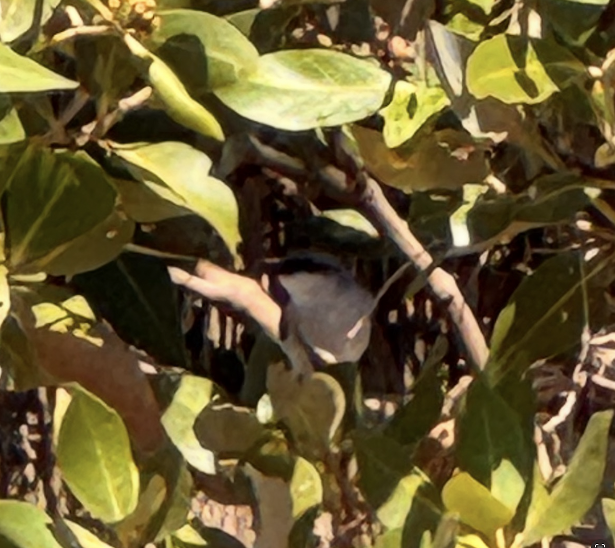 Mangrove Robin - ML646864446