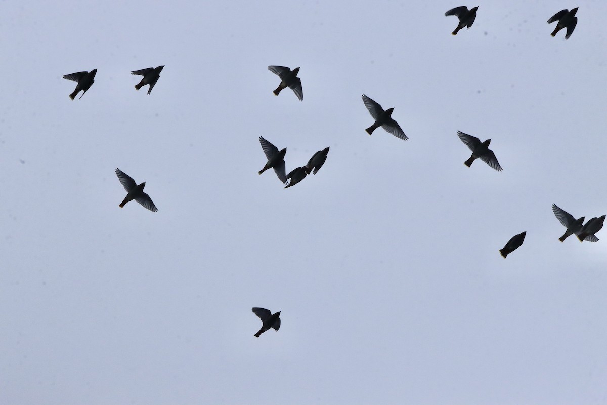 Ampelis Europeo - ML646864452