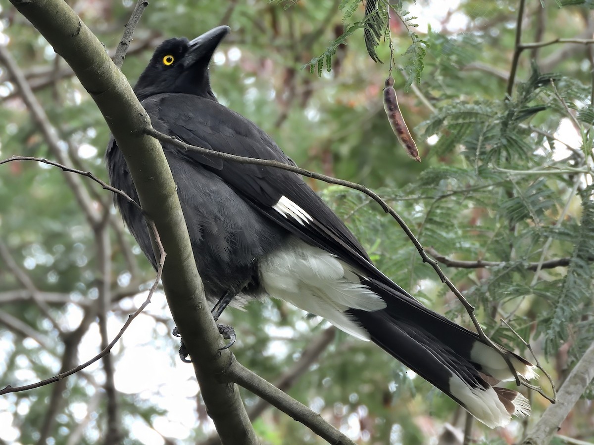 Grand Réveilleur - ML646864453