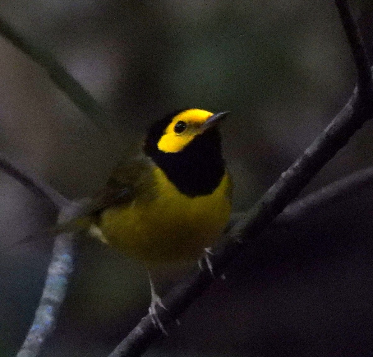 Болотянка чорногорла - ML646864463