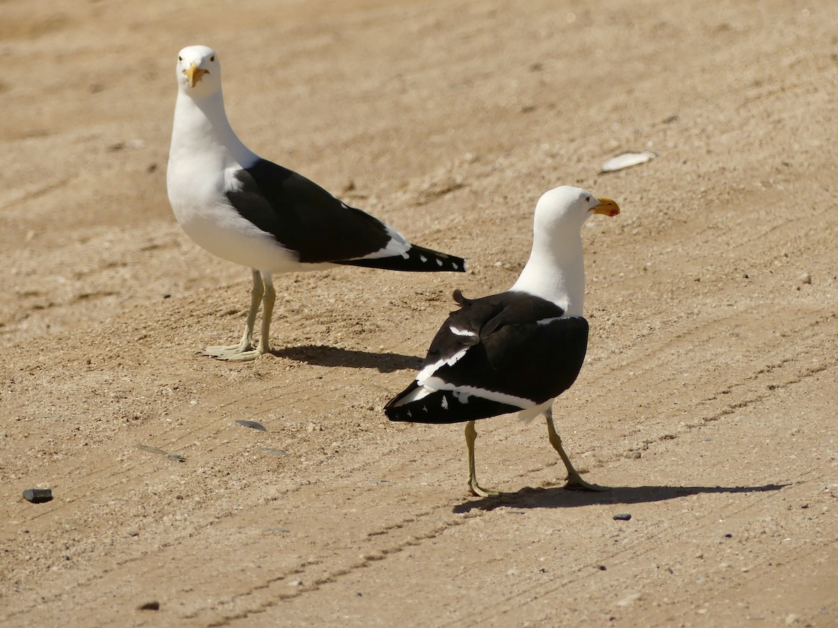 Kelp Gull (vetula) - ML646864465