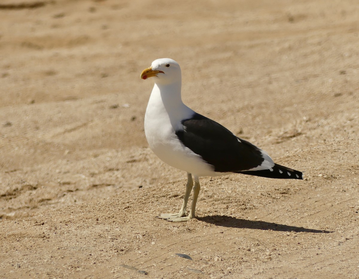 Kelp Gull (vetula) - ML646864466