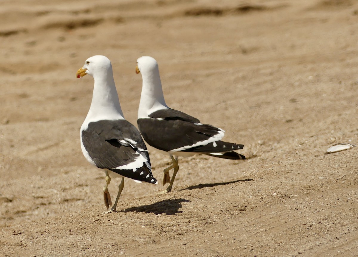 Kelp Gull (vetula) - ML646864467