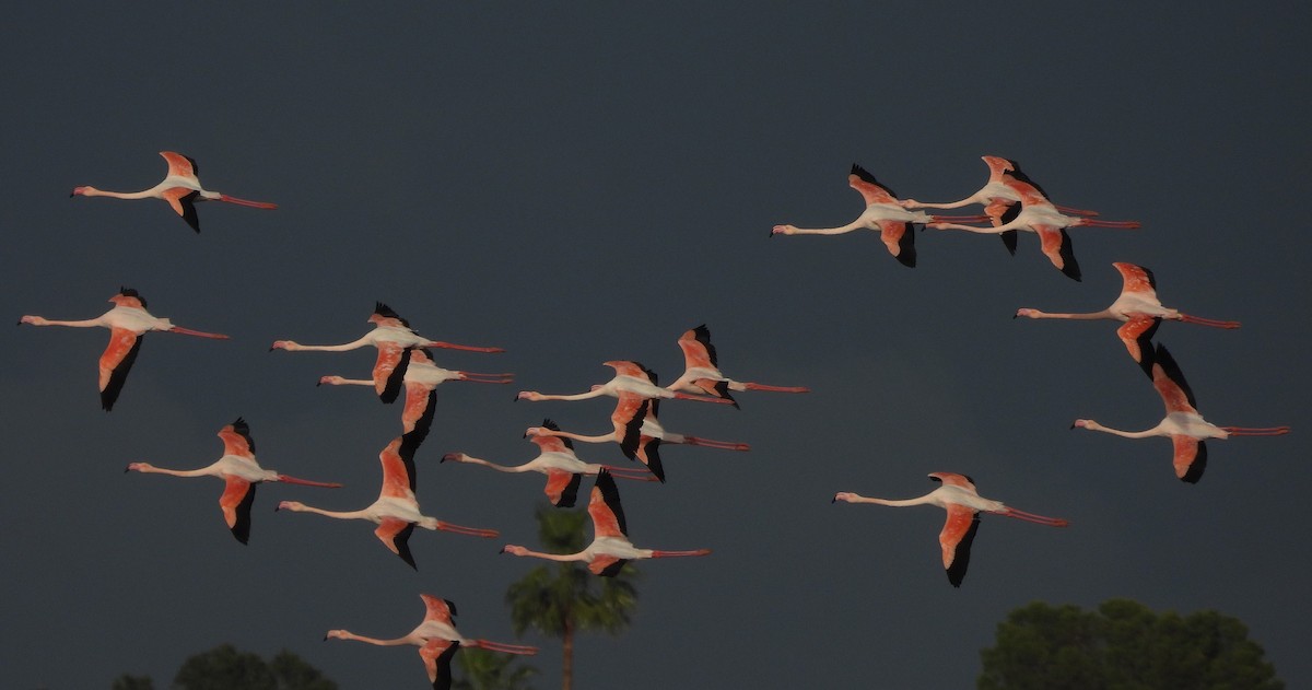Greater Flamingo - ML646864471