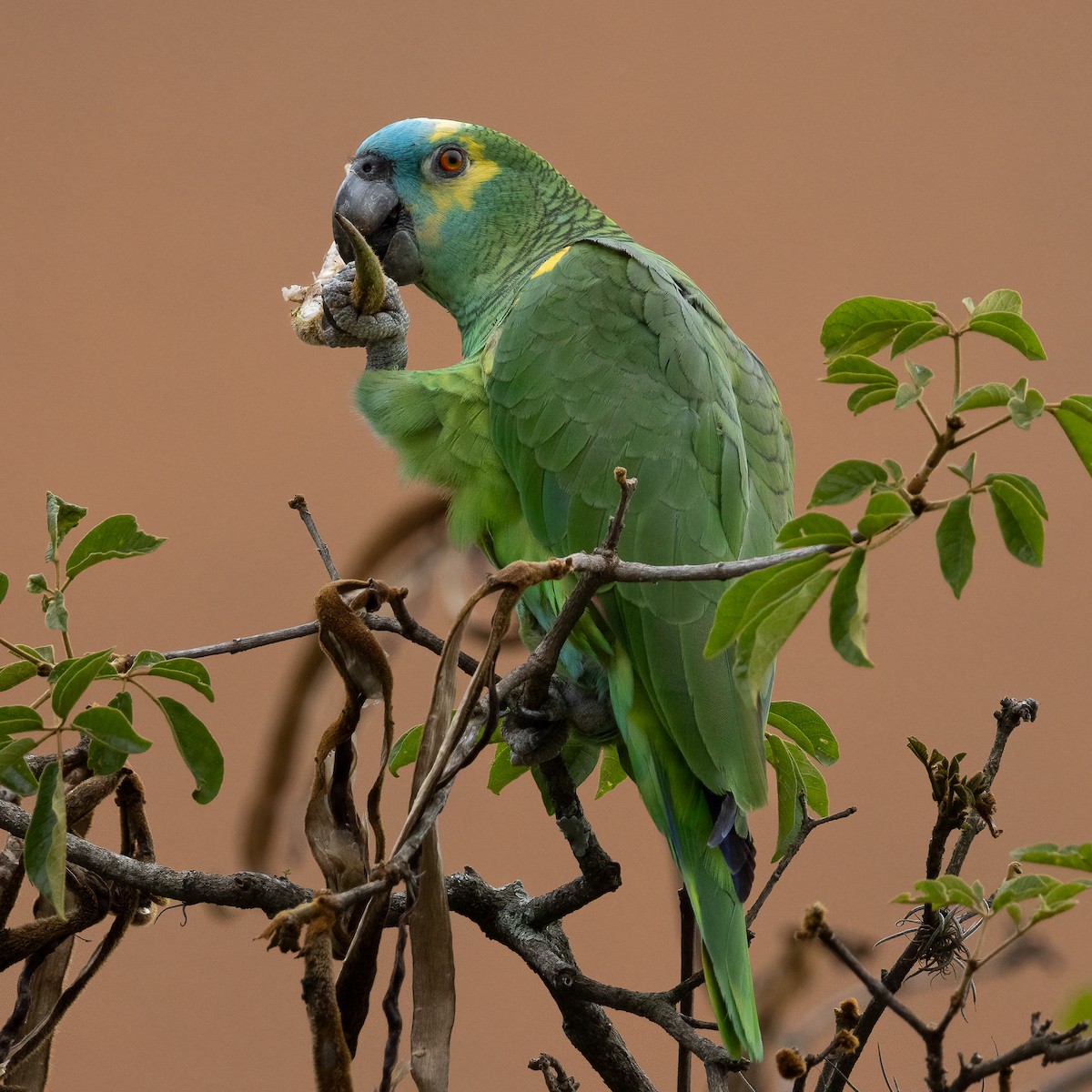Turquoise-fronted Amazon - ML646864473