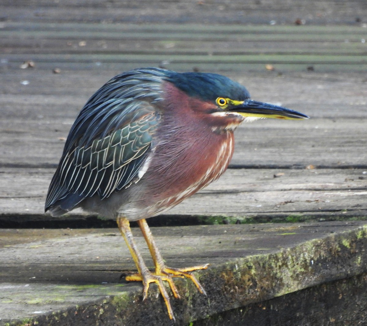 Yeşil Balıkçıl - ML646864474