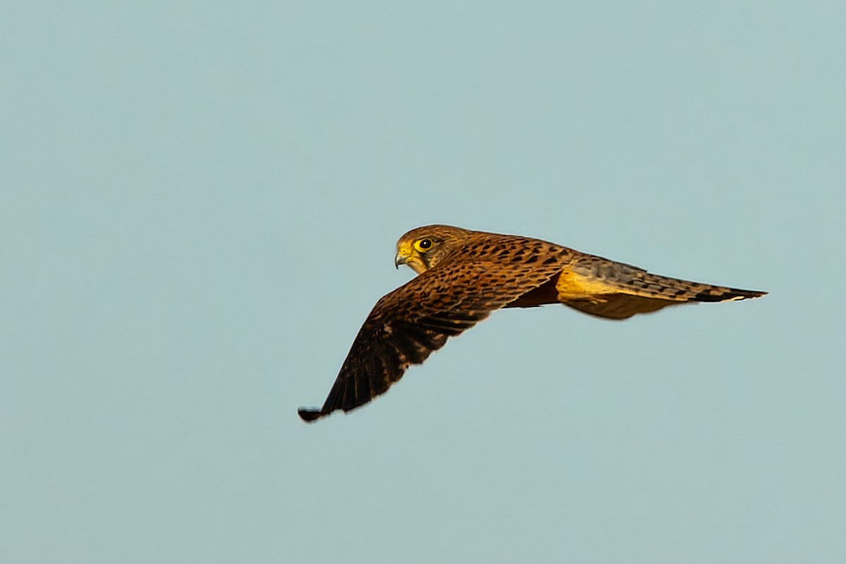 Faucon crécerelle - ML646864477