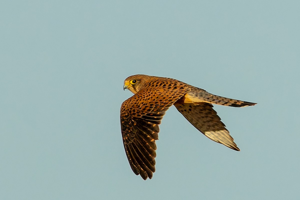 Faucon crécerelle - ML646864478