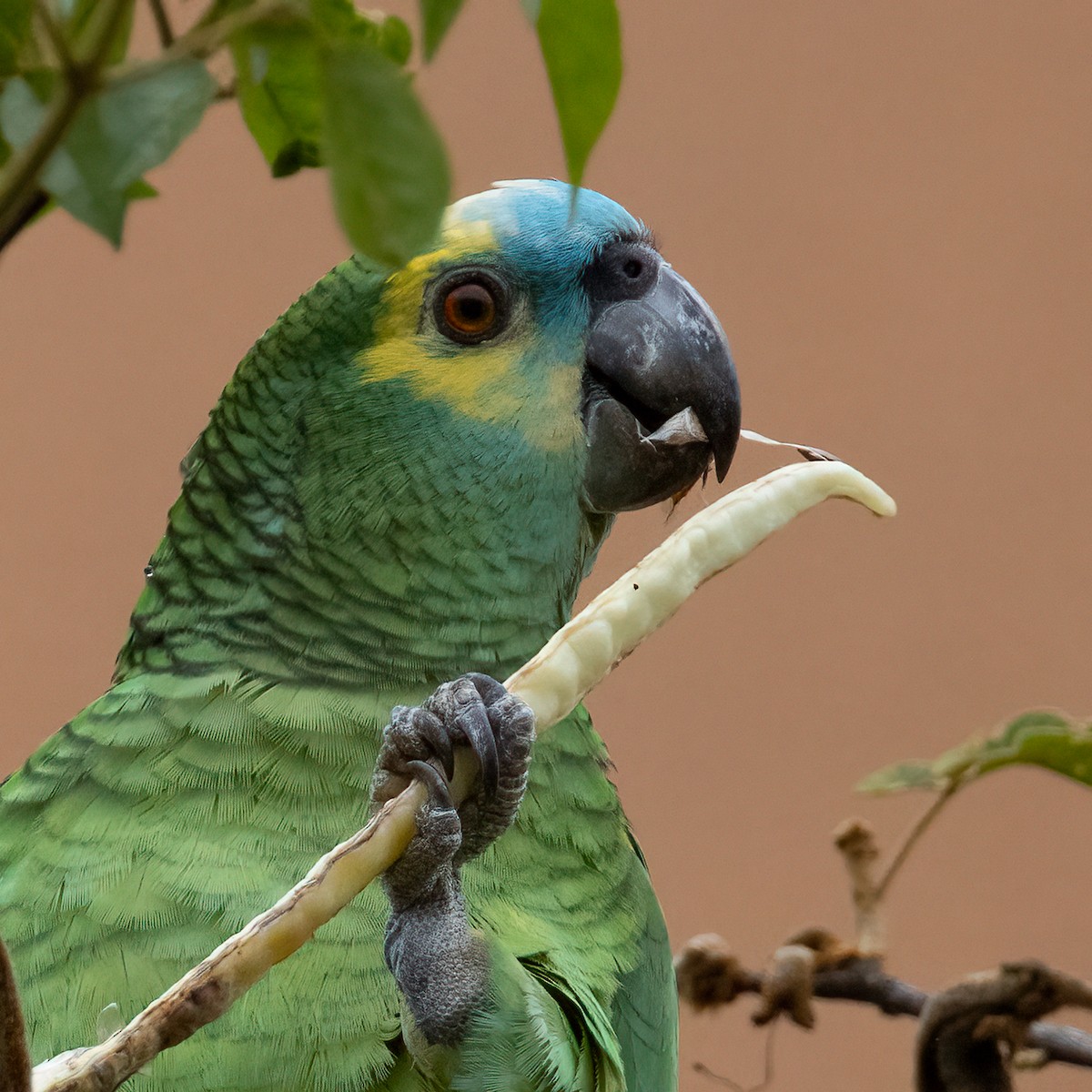 Turquoise-fronted Amazon - ML646864489