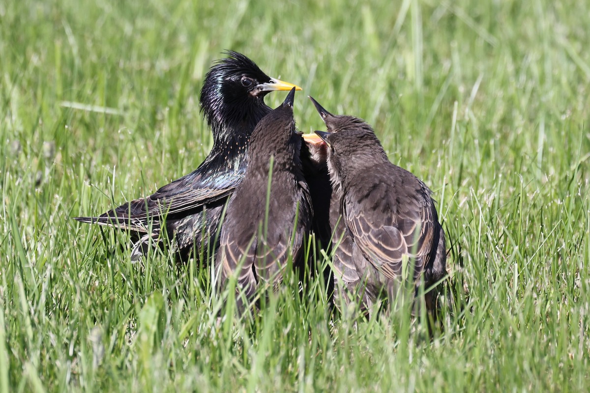 Шпак звичайний - ML646864492