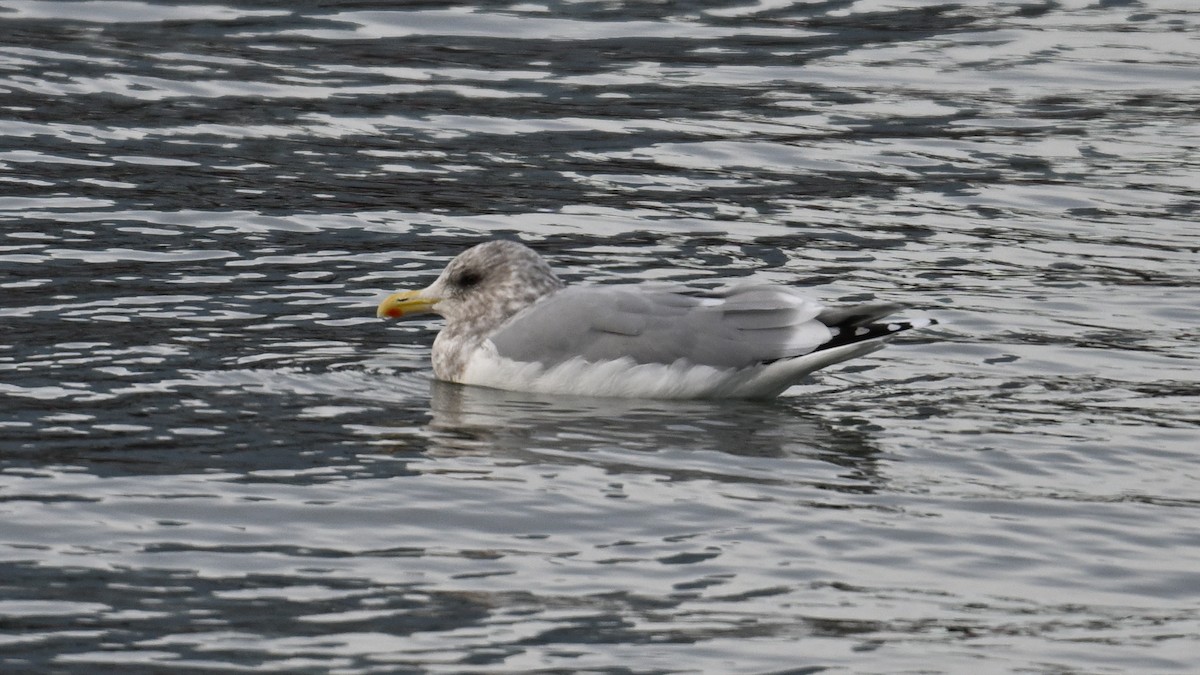 Kaio hegalzuria (thayeri) - ML646864497