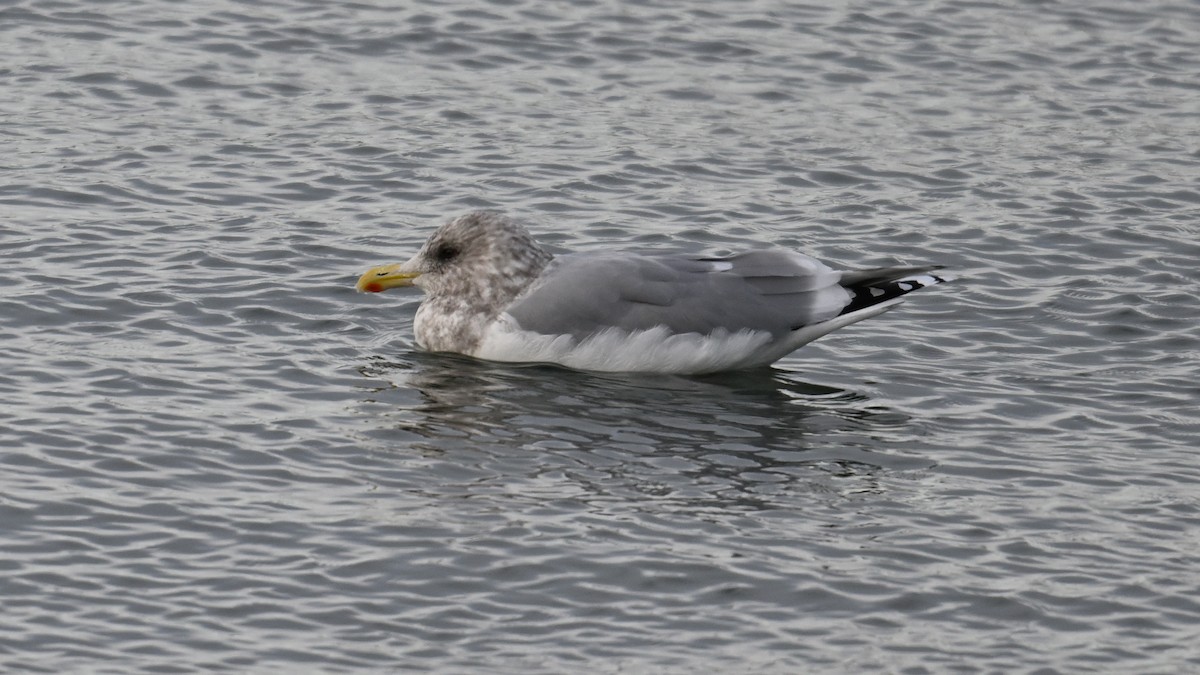 Kaio hegalzuria (thayeri) - ML646864498