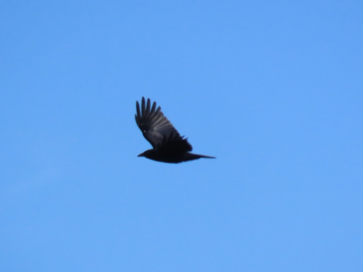 American Crow - ML646864499