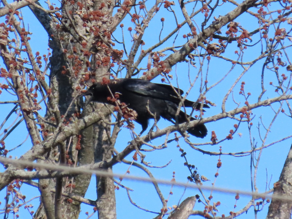 American Crow - ML646864500