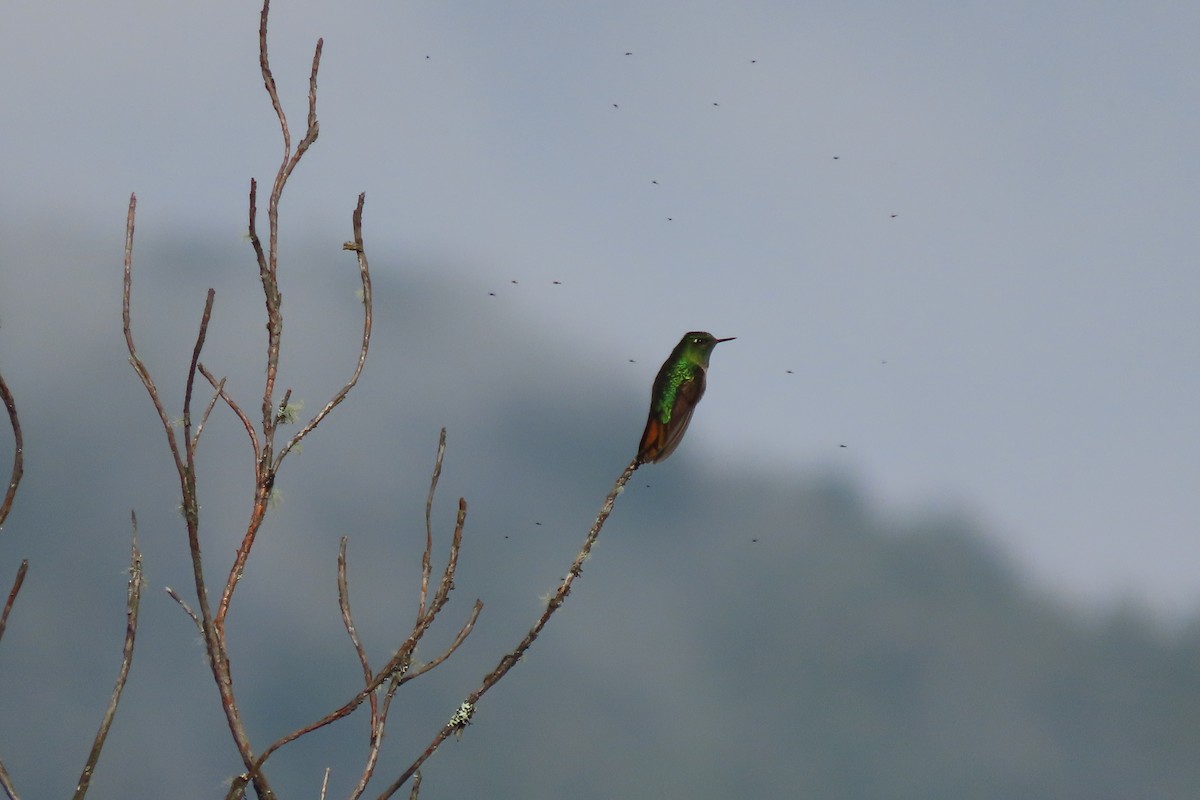 Tyrian Metaltail - ML646864505