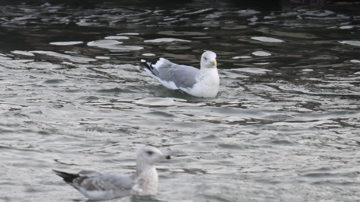 gull sp. - ML646864510