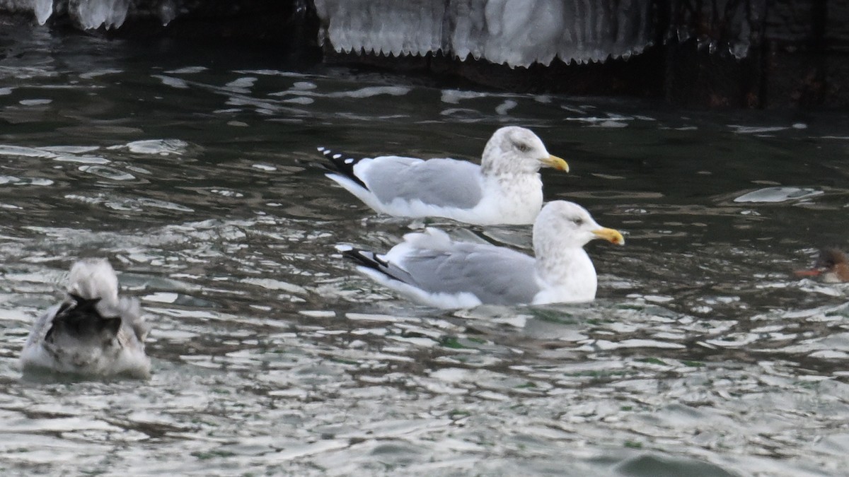 gull sp. - ML646864511