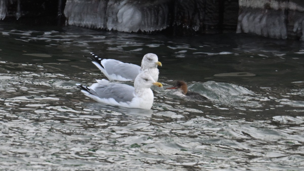 gull sp. - ML646864512