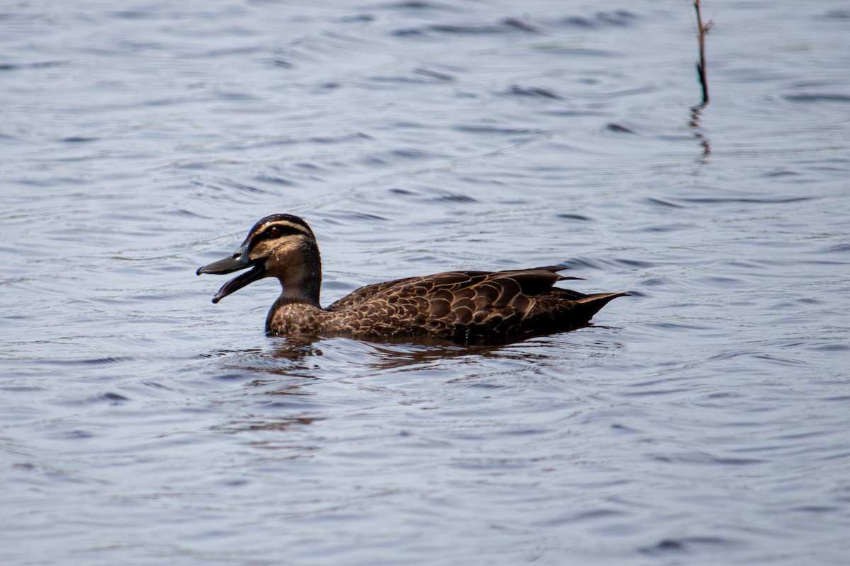 Augenbrauenente - ML646864513