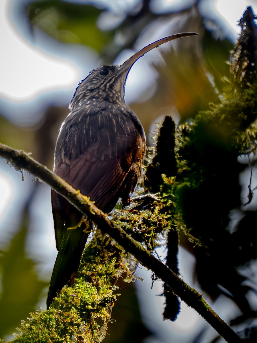 Brown-billed Scythebill - ML646864514