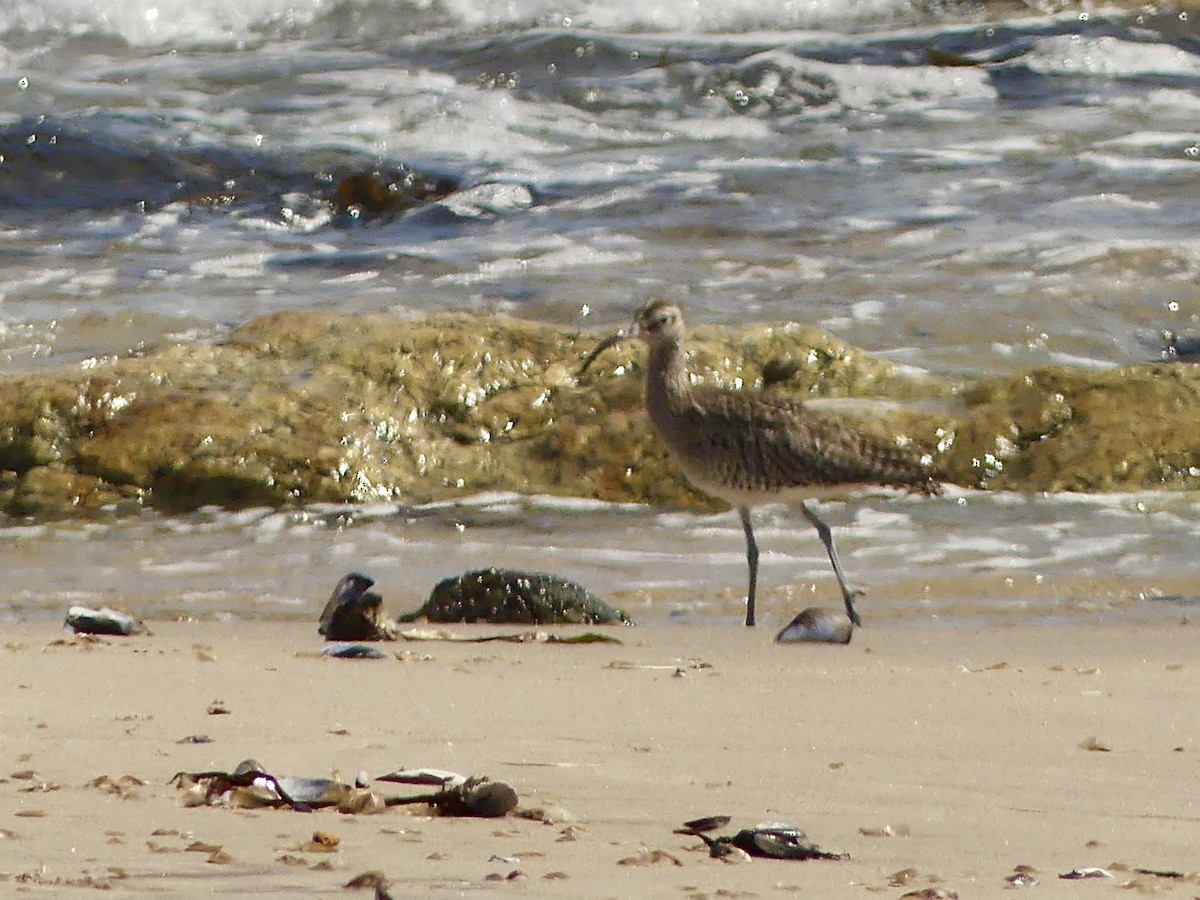 Eurasian Whimbrel (European) - ML646864515