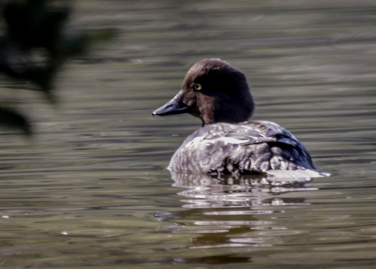 Common Goldeneye - ML646864516